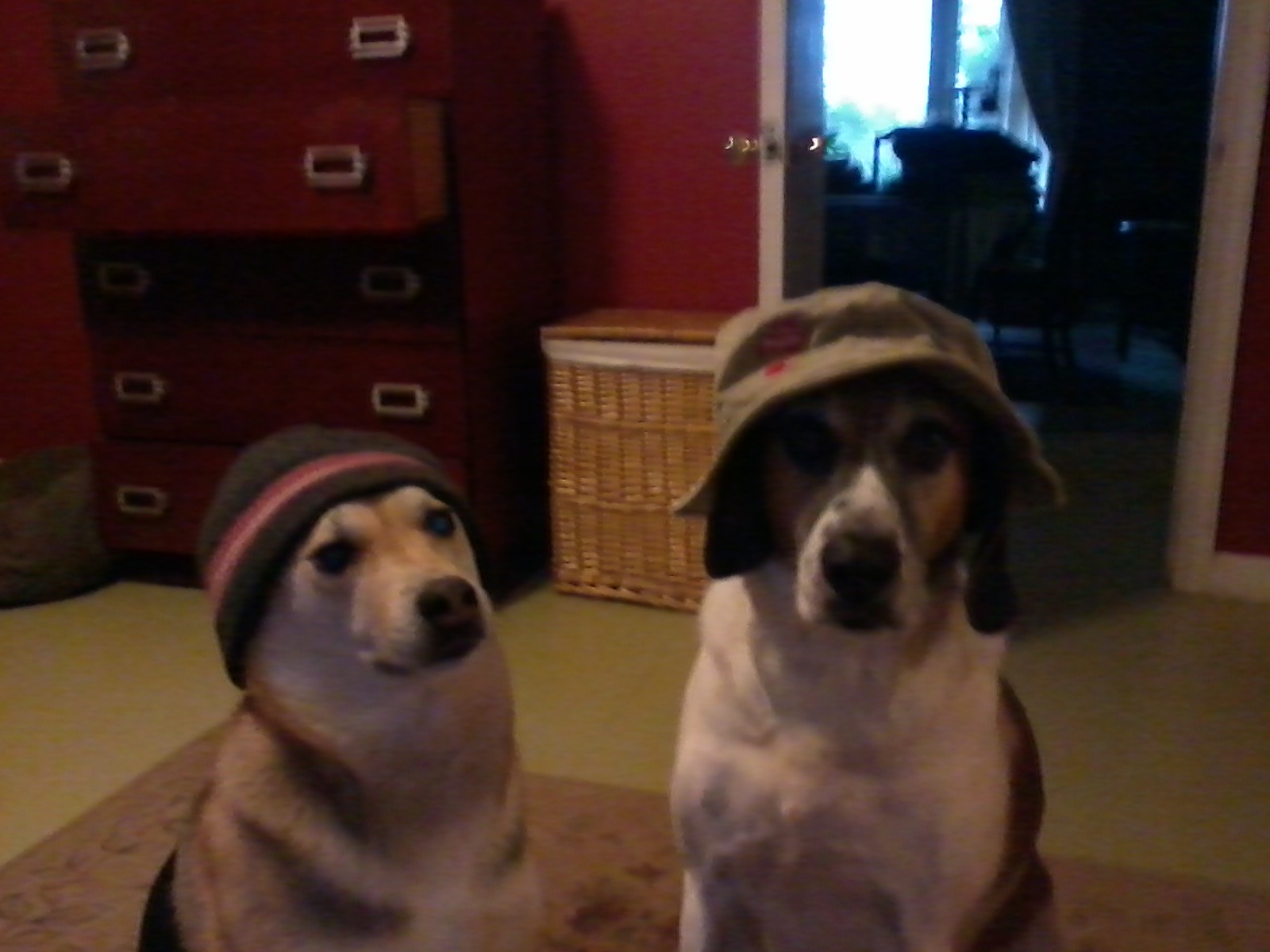 Dogsinhatstellnolies