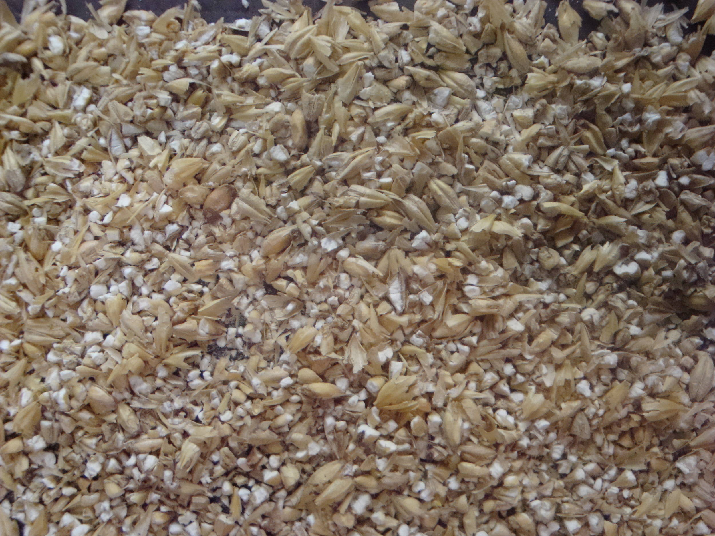 grain21
