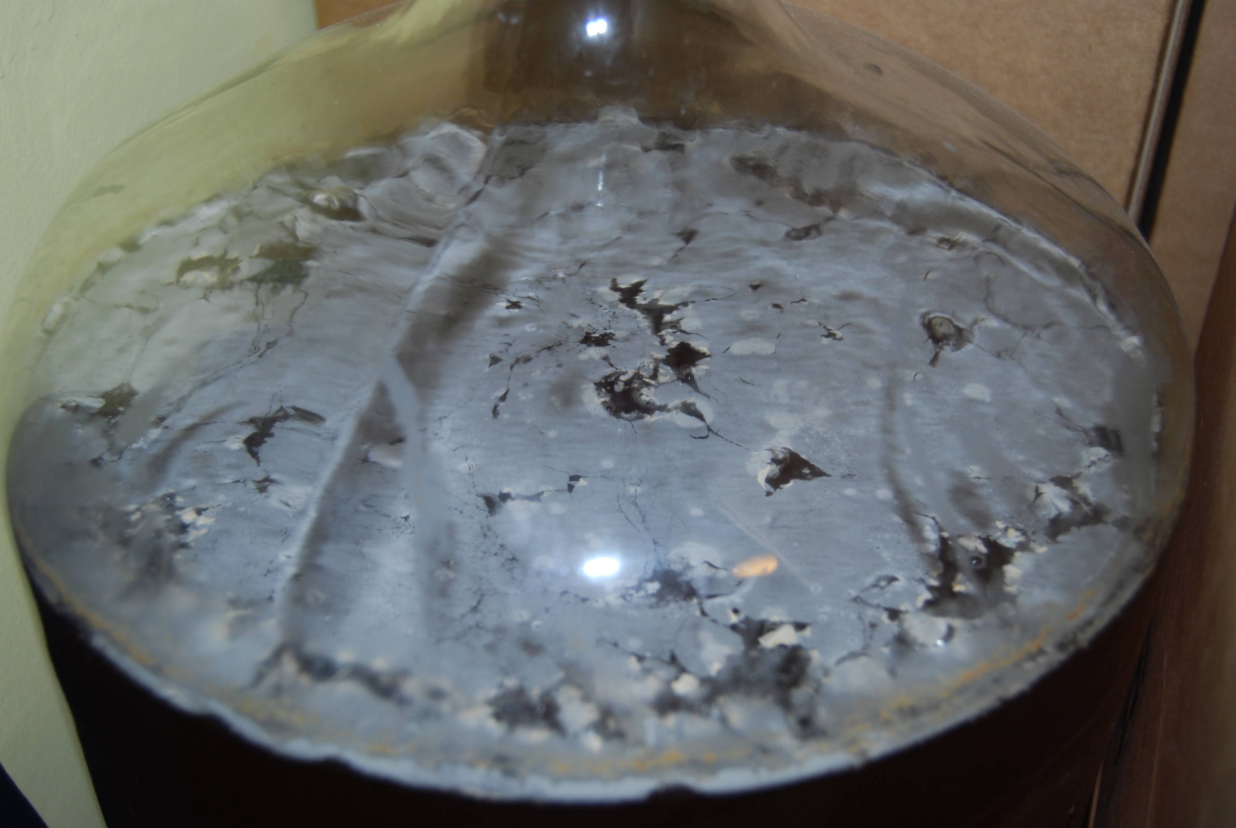 8_months_after_pitching_bugfarm_batch_4
