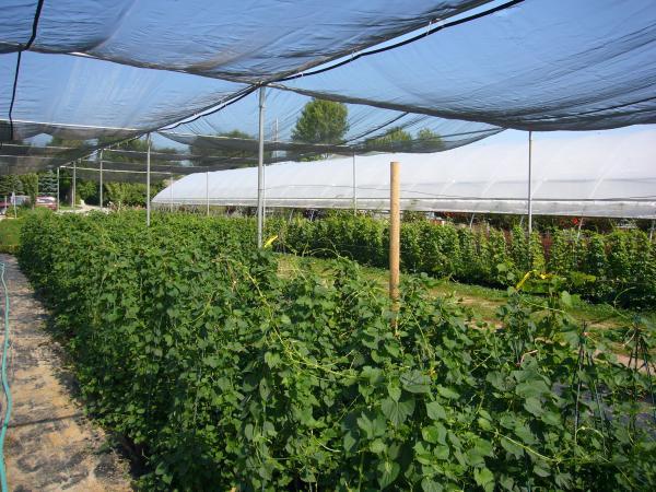 Hopplantproduction2011