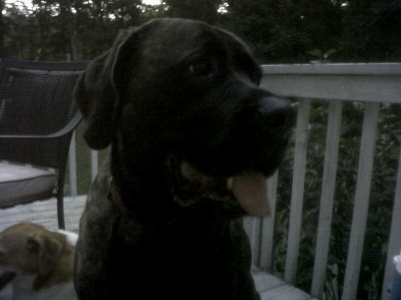 Deck_dog