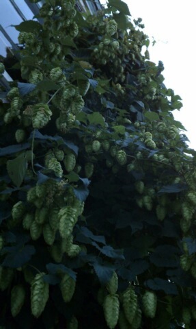 2011Hopharvest