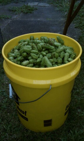 2011Hopharvest