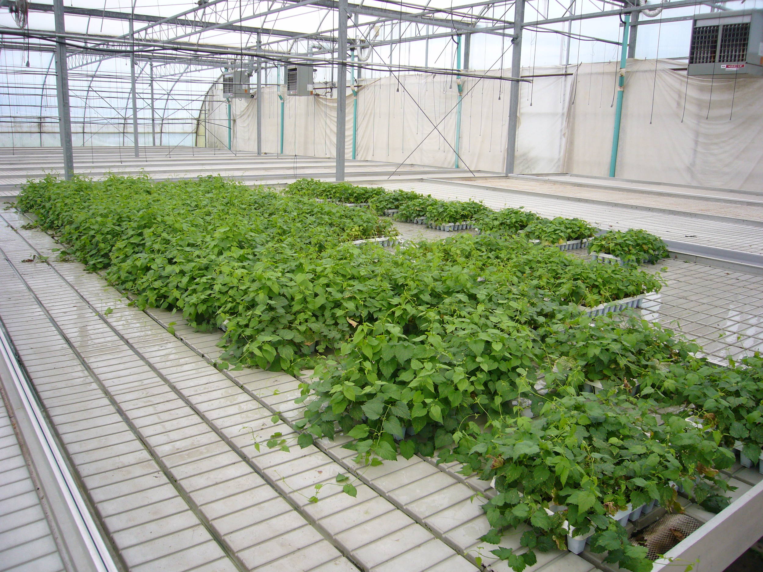 Hopplantpropagation