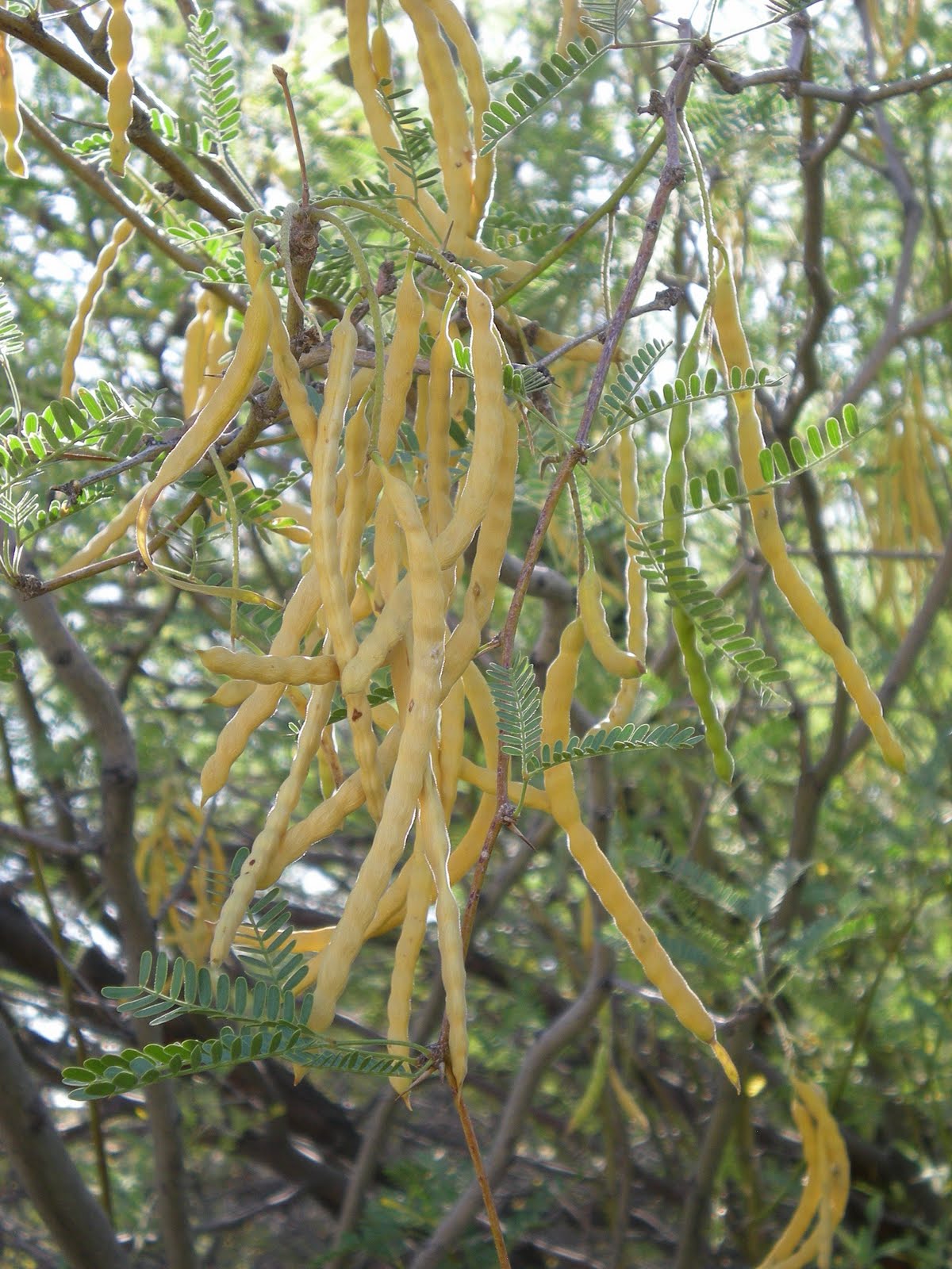 VelvetMesquitePods