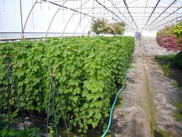 GrowingStock