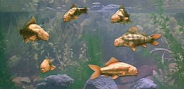 fish_tank