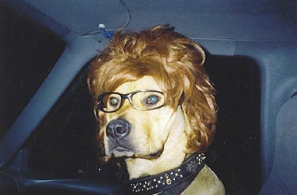 dogwigandglasses