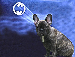 mascot