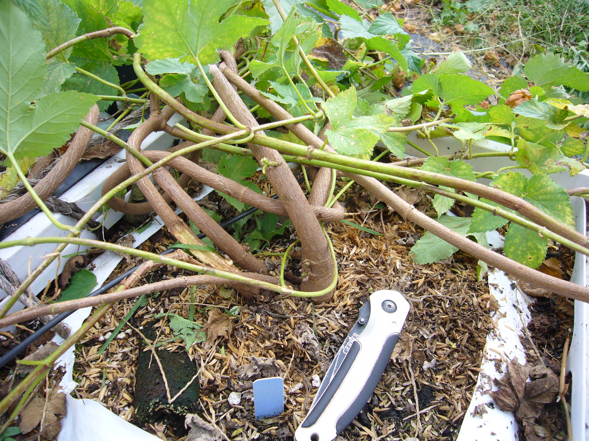 growingtrialsofHopsfrommeristemcuttings
