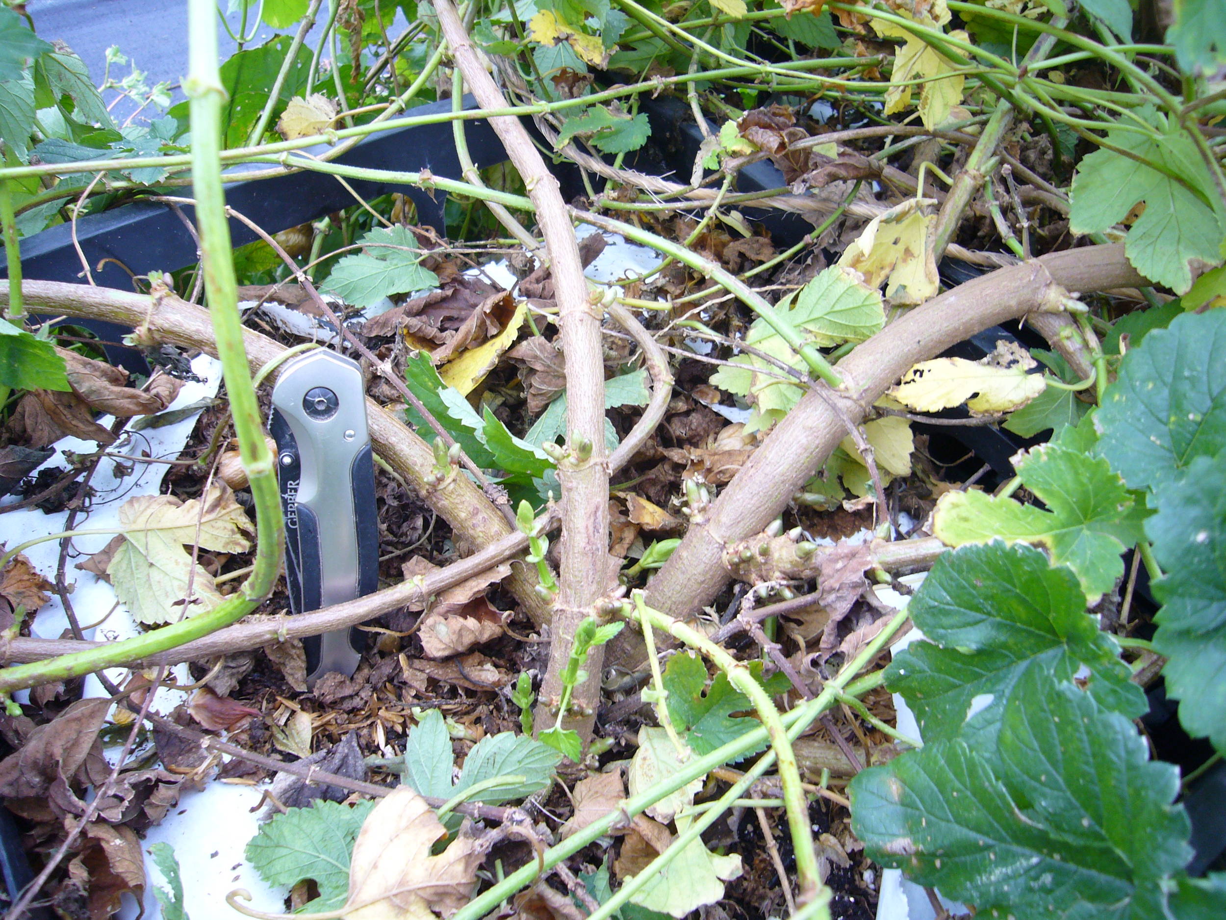 growingtrialsofHopsfrommeristemcuttings