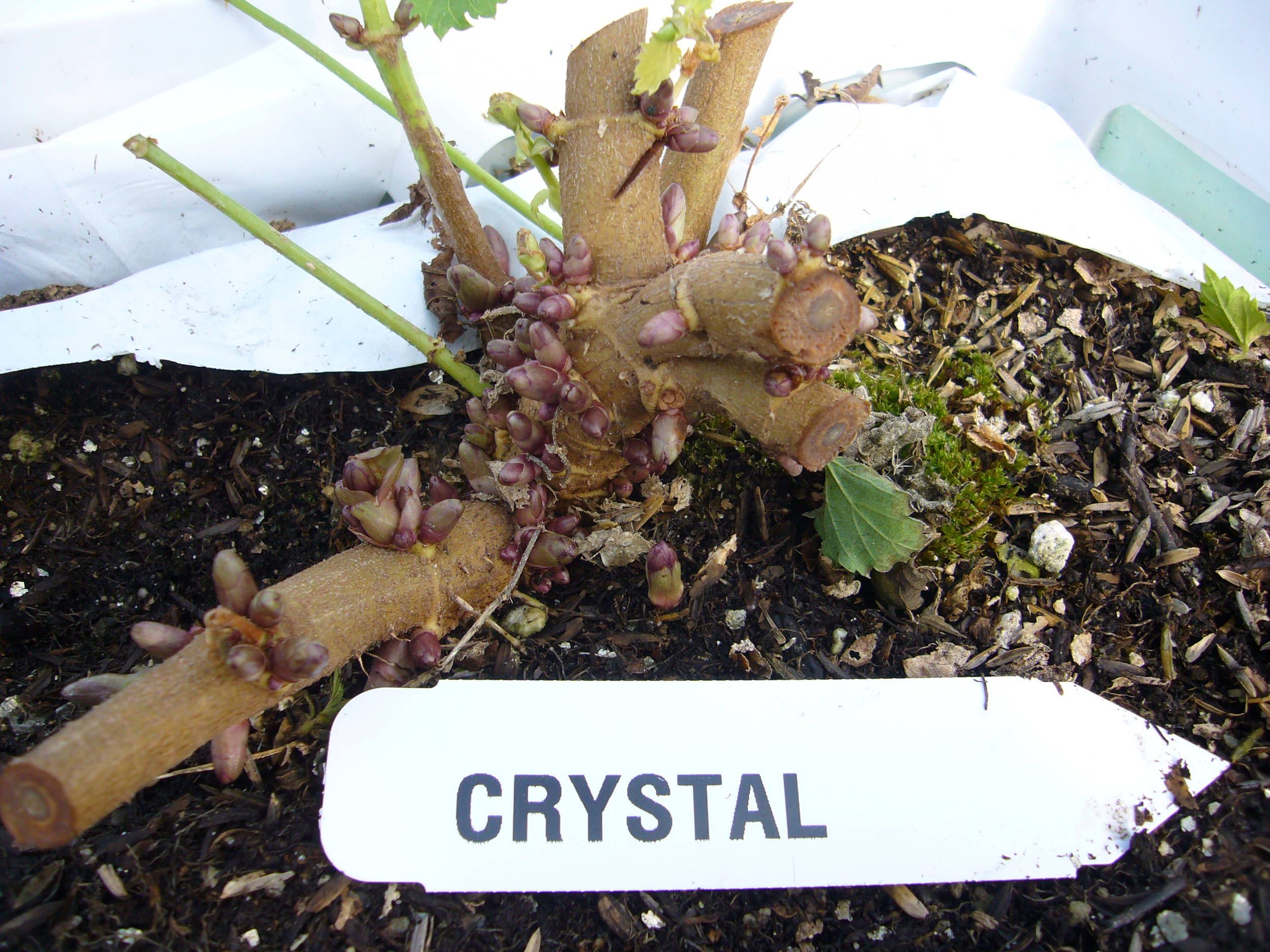 FirstyearcrownbudformationofhopcultivarquotCrystalquot