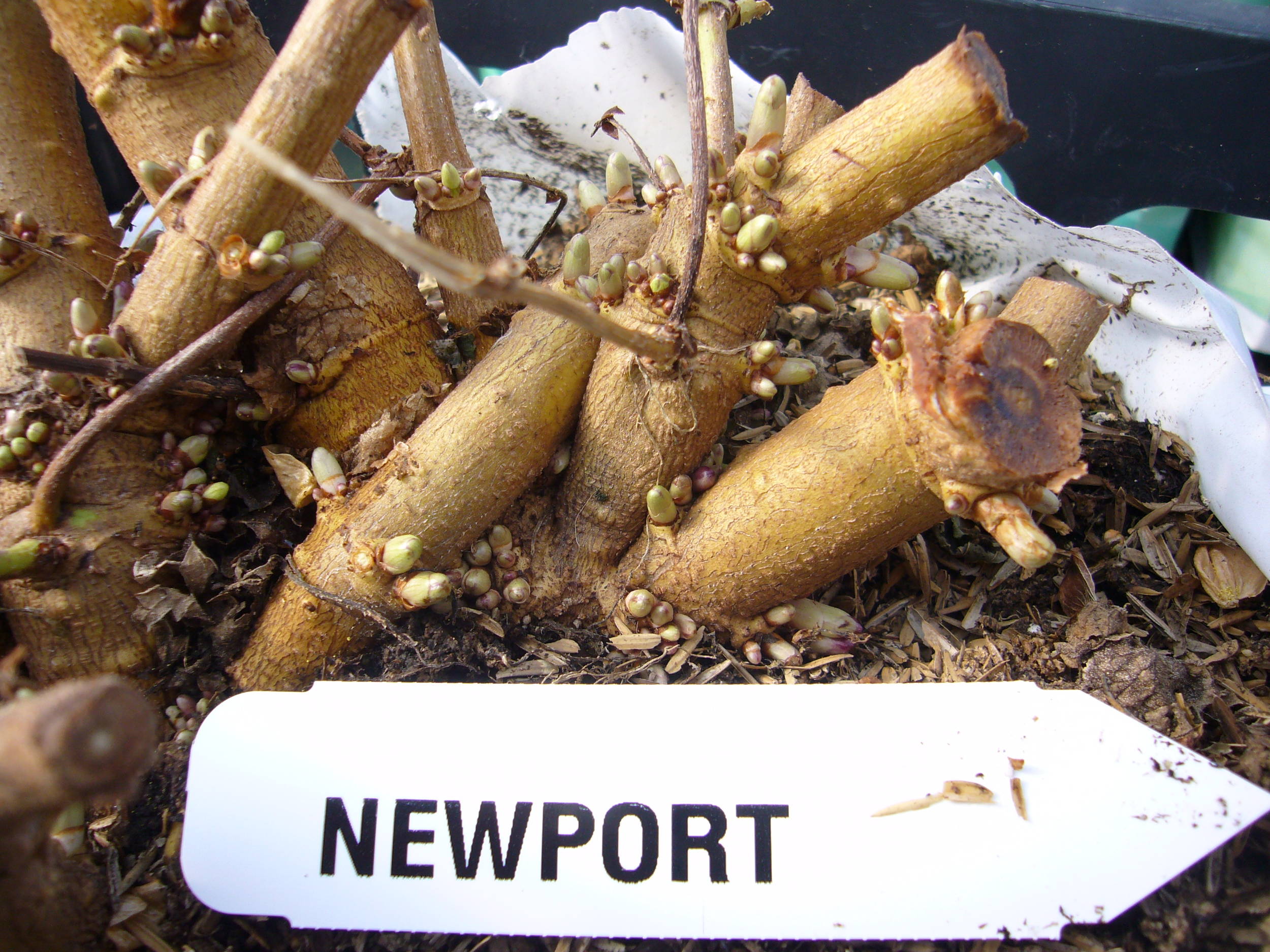 FirstyearcrownbudformationofhopcultivarquotNewportquot