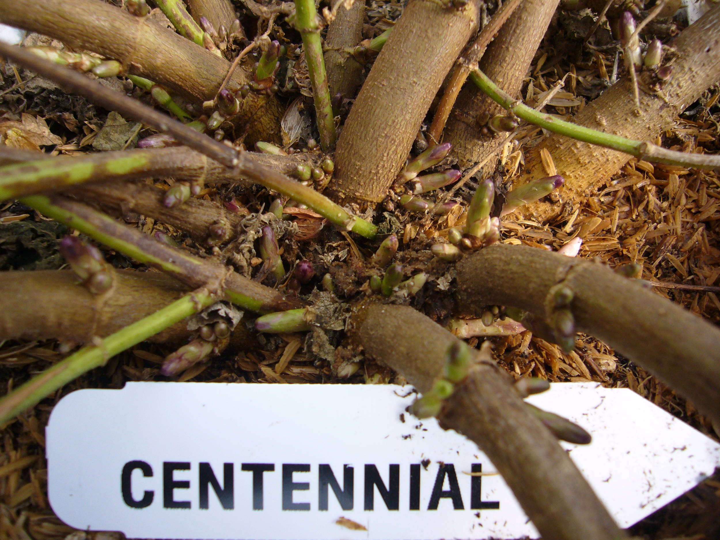 FirstyearcrownbudformationofhopcultivarquotCentennialquot