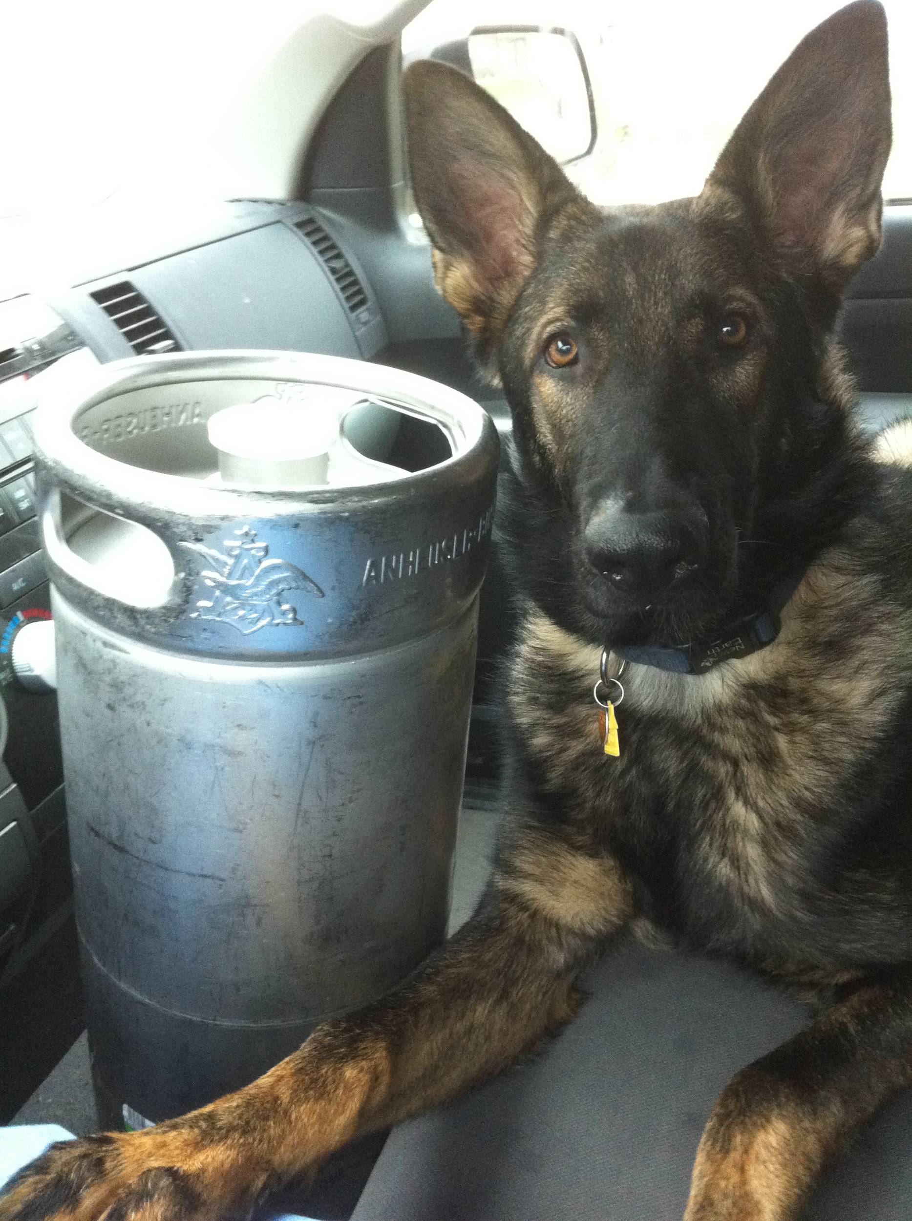 brewing