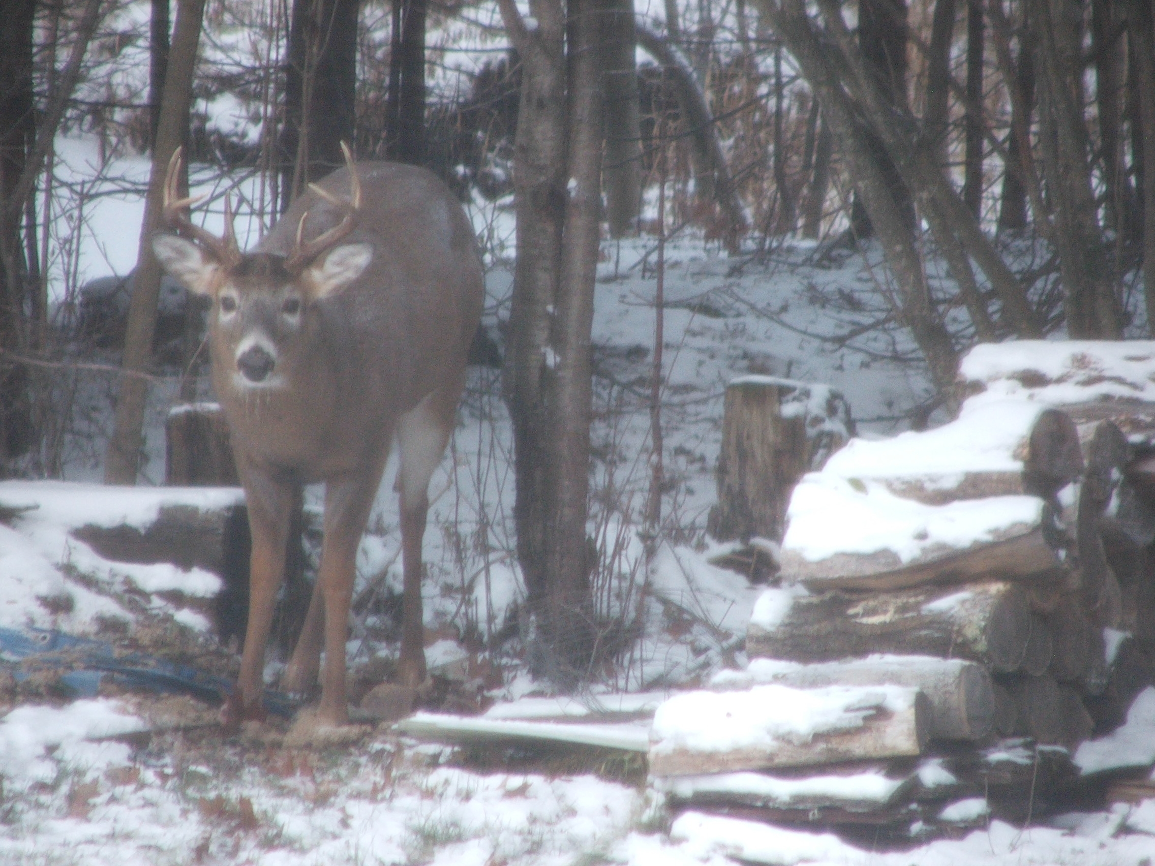 Mash_deer_2
