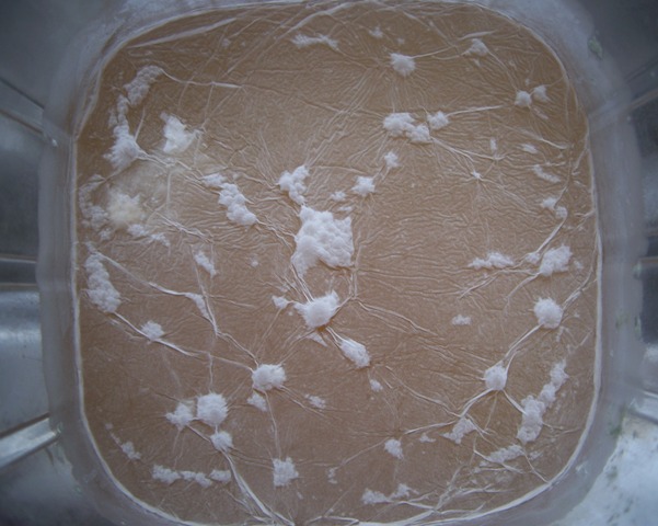 pellicle2
