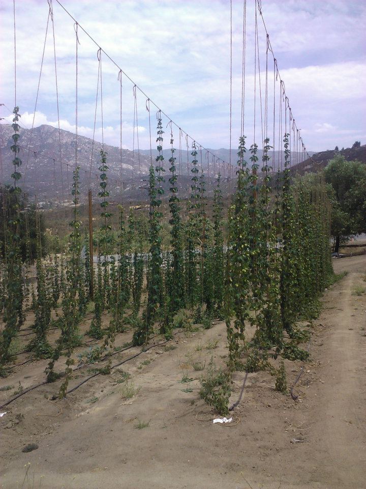 steadfasthopfarm2011