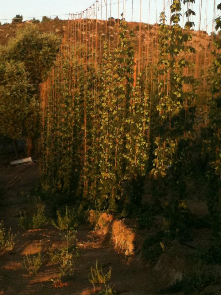 steadfasthopfarm2011