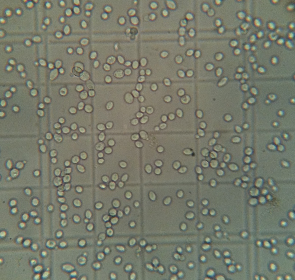 WLP530AbbeyAleYeastupclose