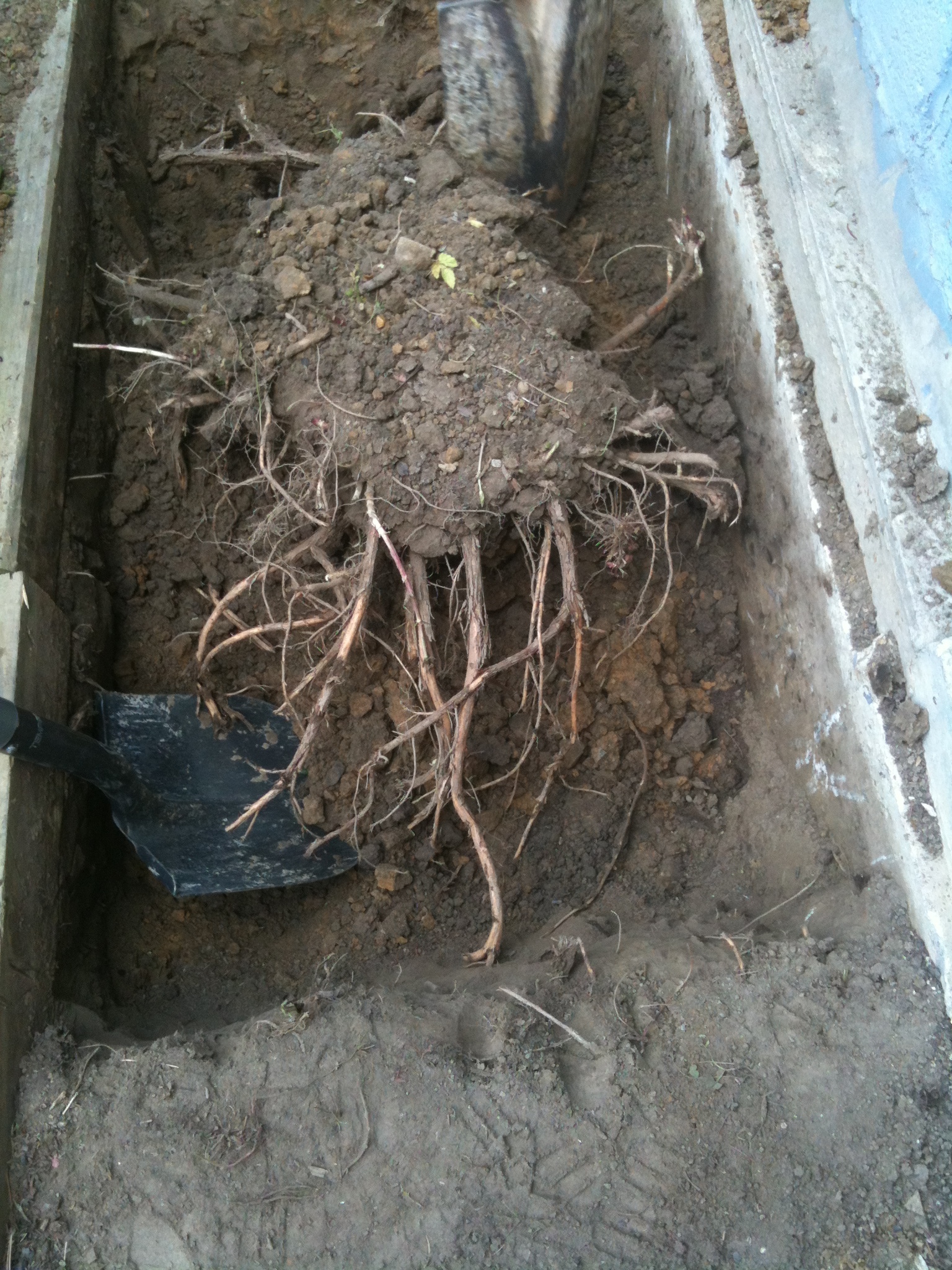 3yearoldCentennialcrowngettingtransplanted