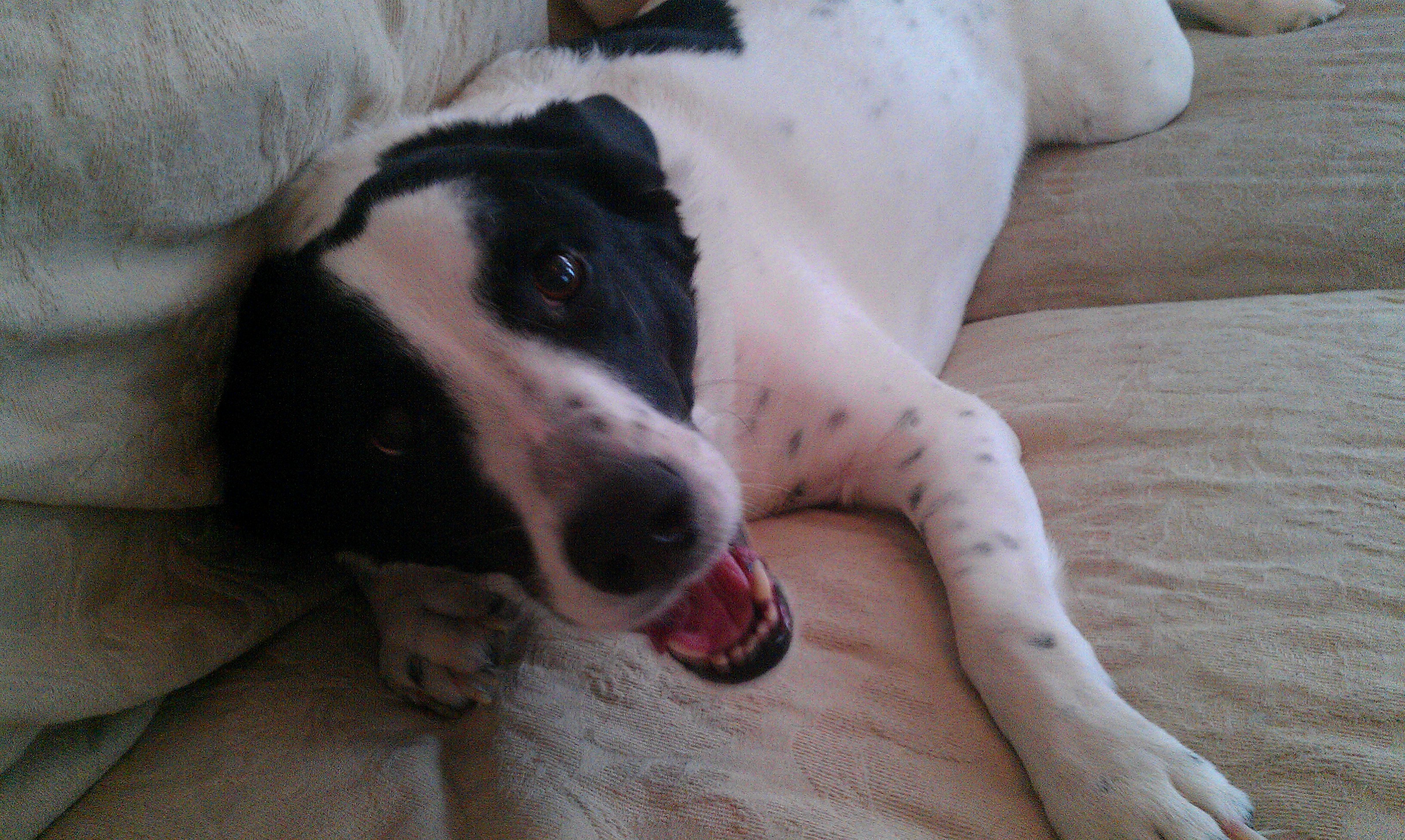 Pepper