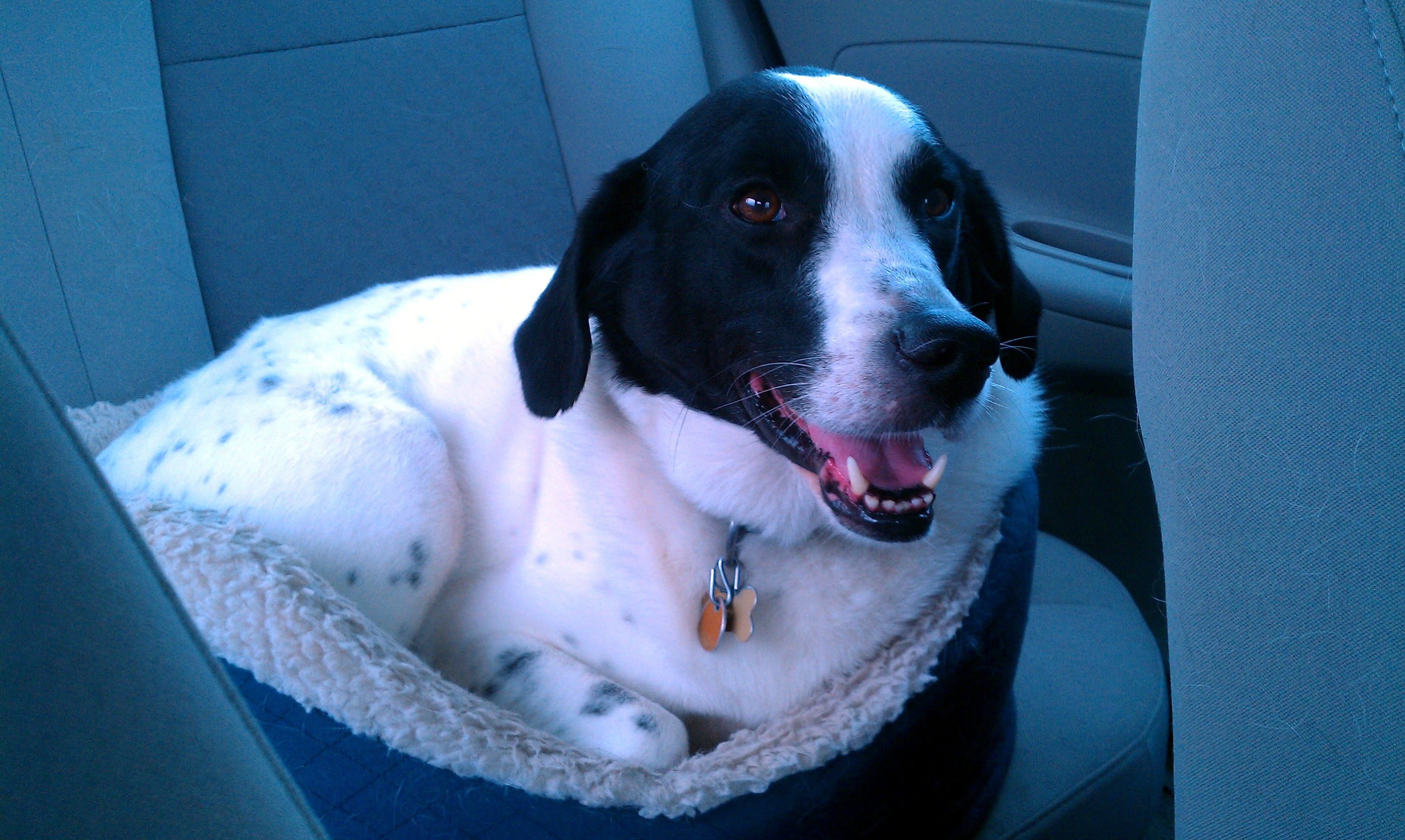 Pepper