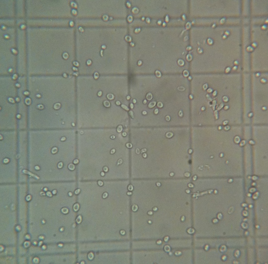 WLP644 Brett Brux Trois