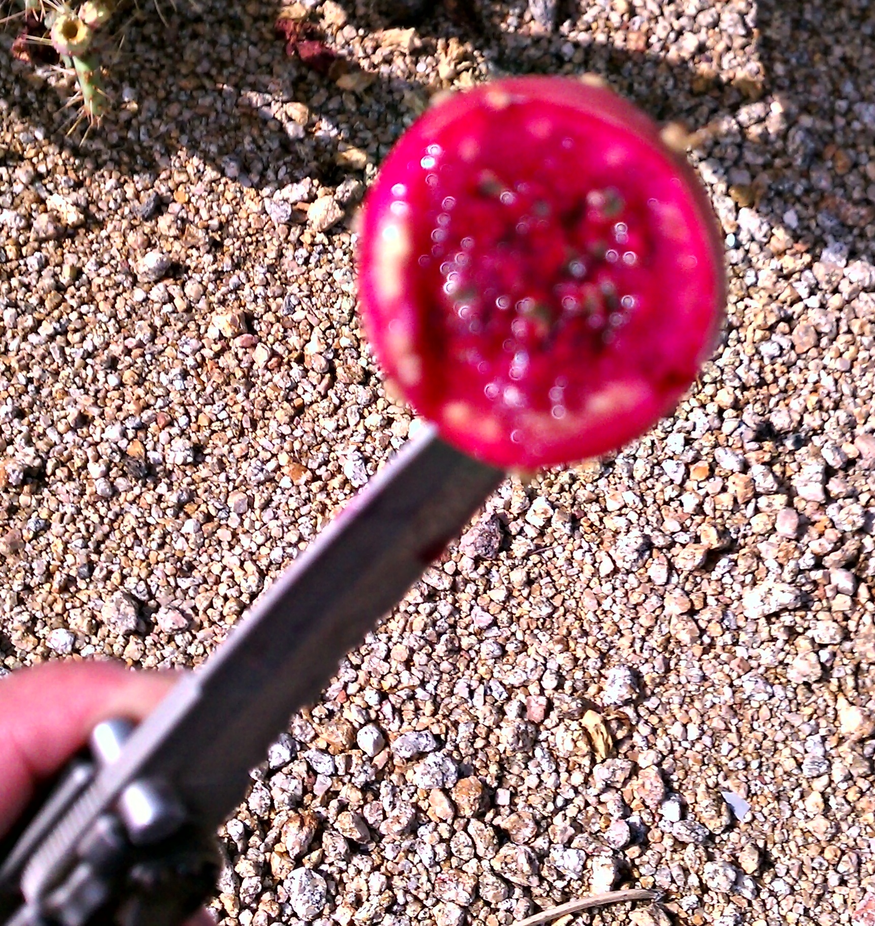 Ripe prickly pear fruit.