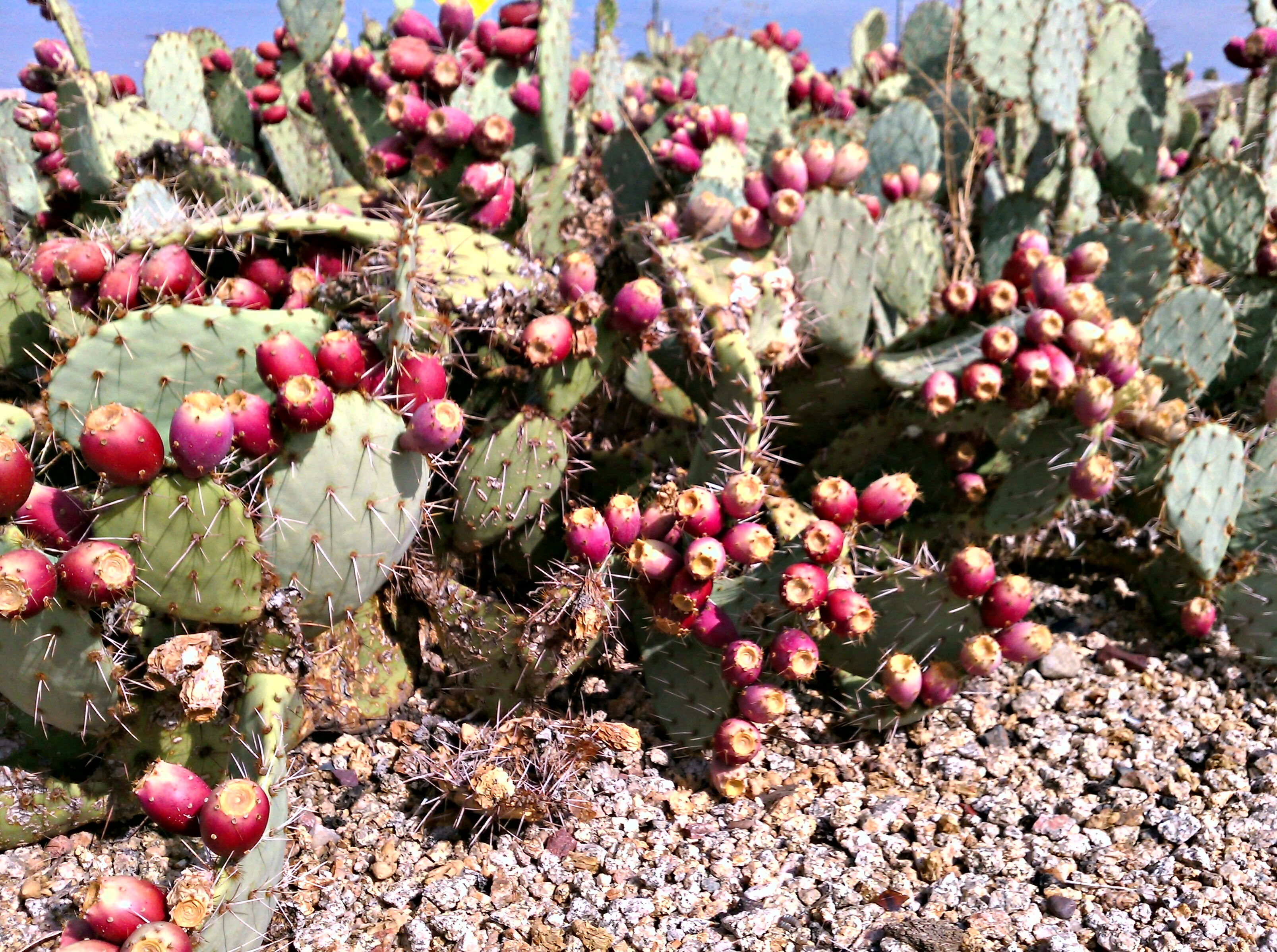 Ripe prickly pear fruit.