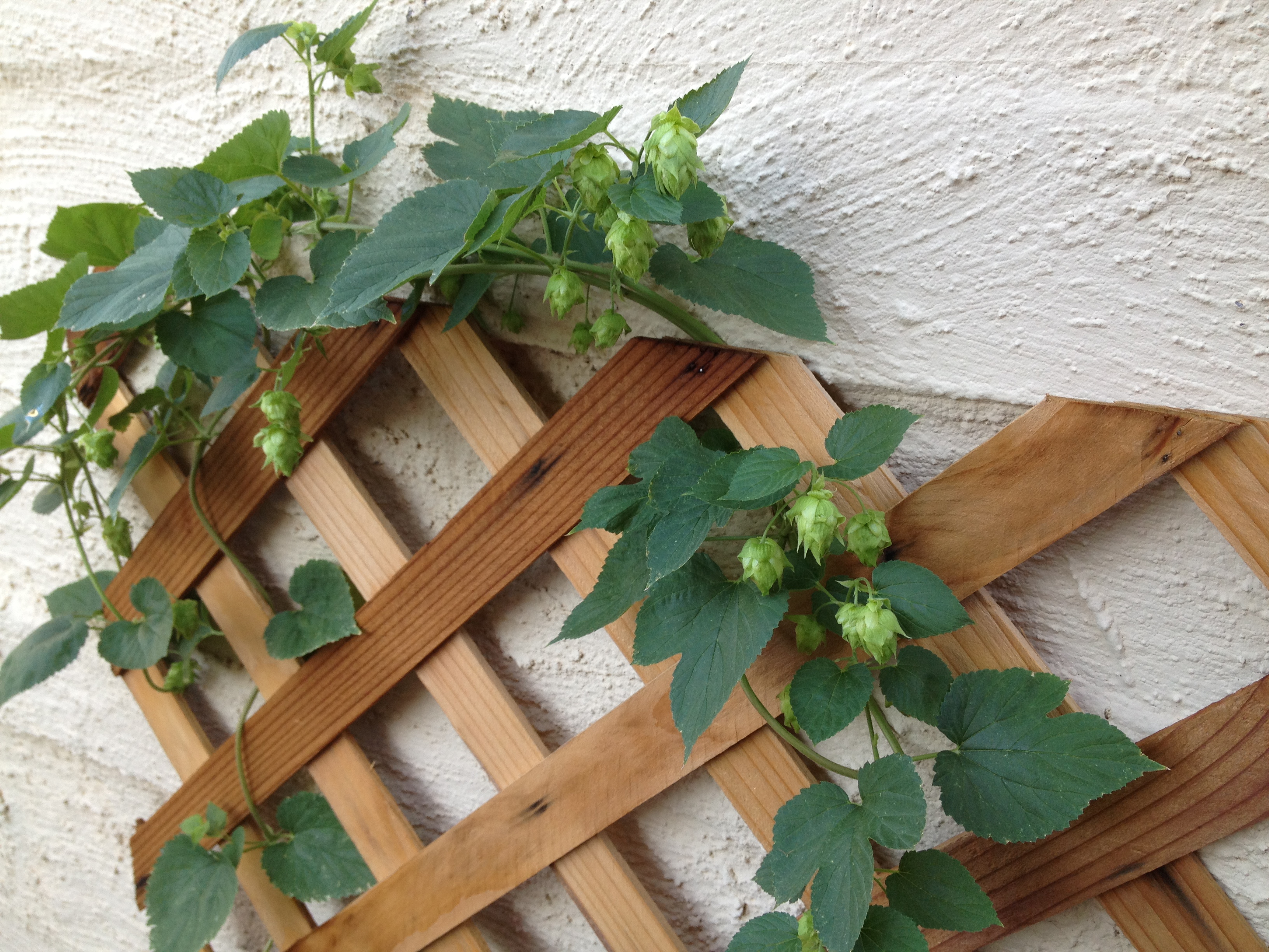 Cascade Hops on lattice