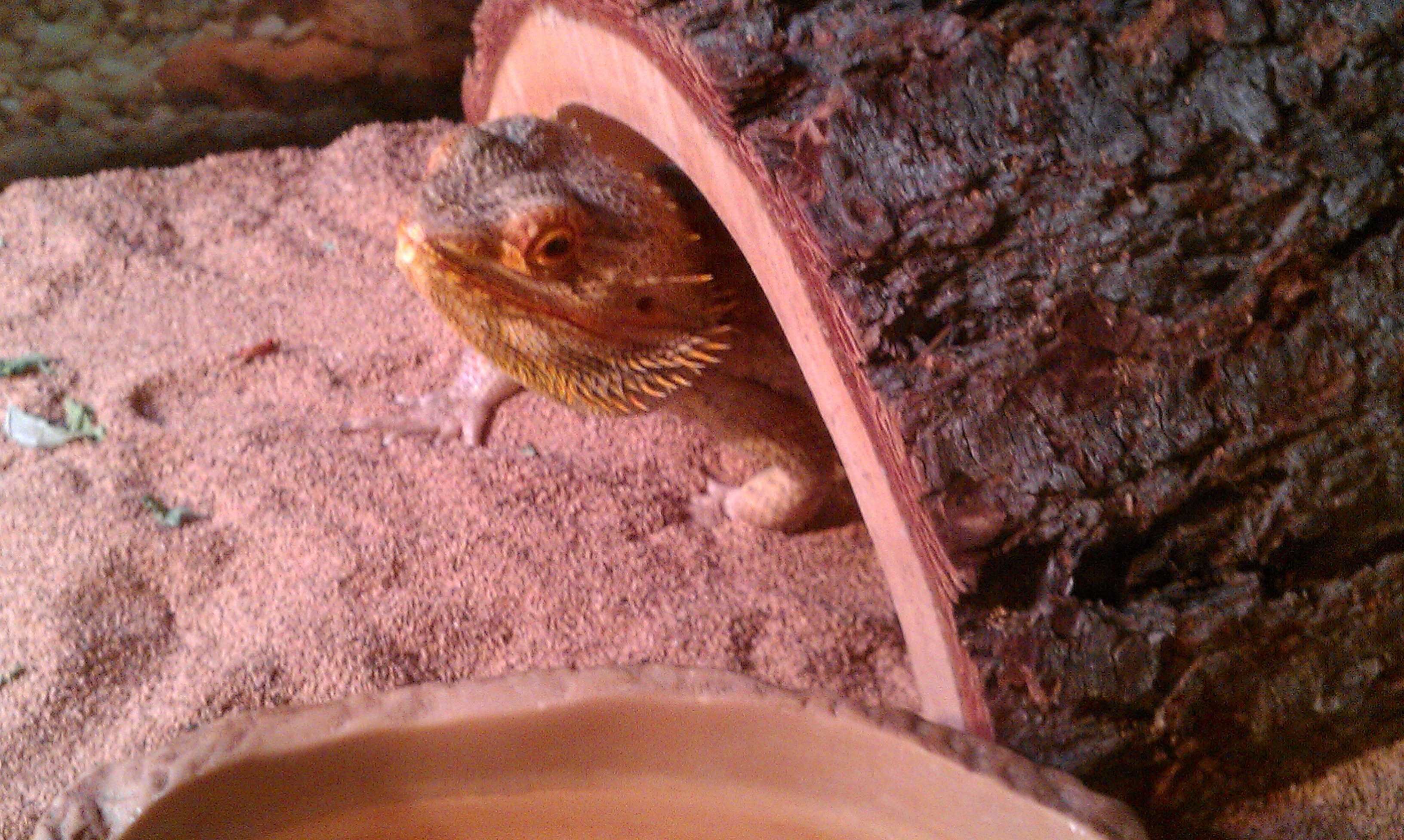 Apollo!