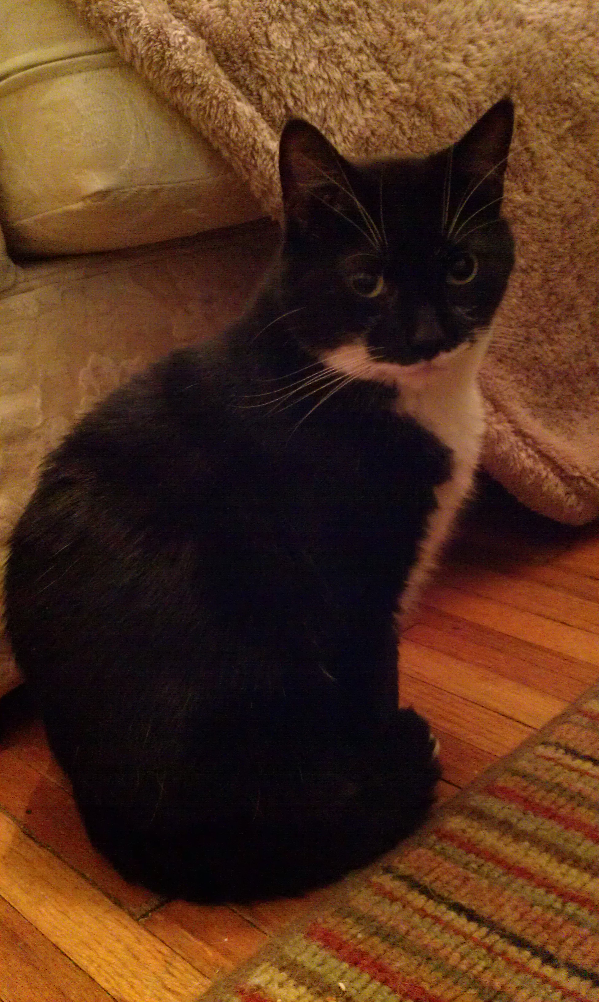 Sylvester