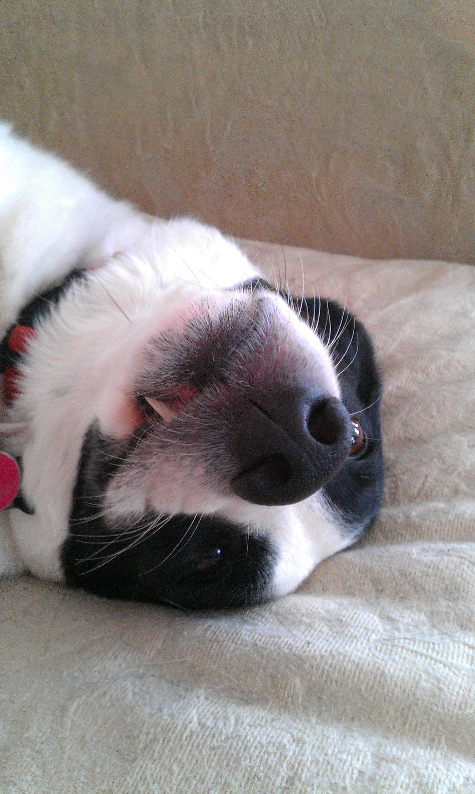 pepper