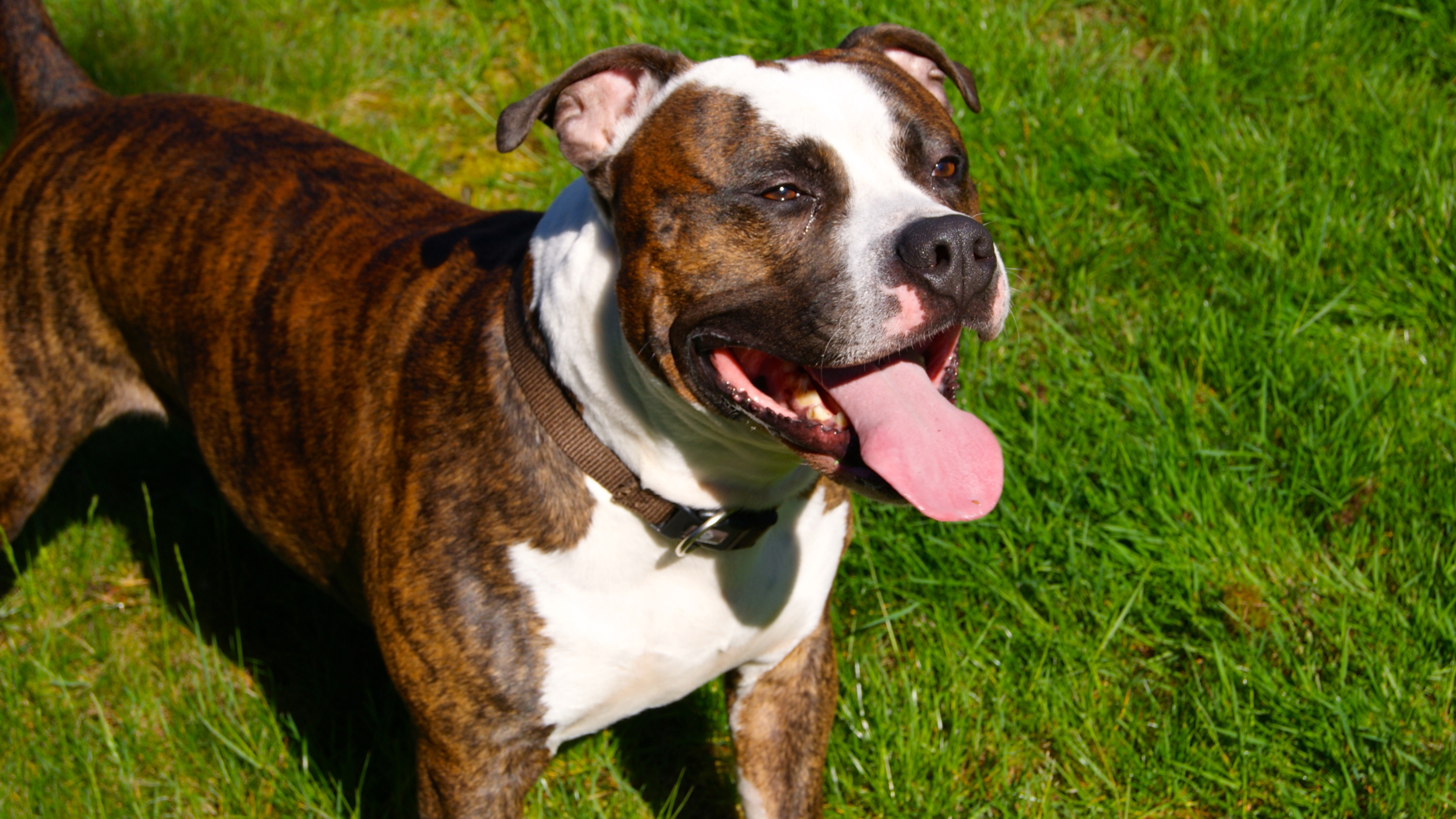 Bruno