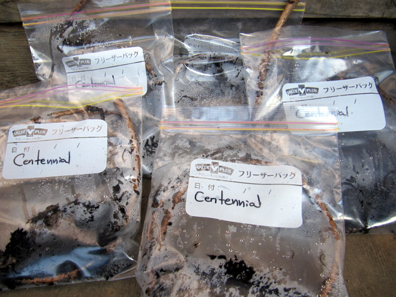 Centennial Hops Rhizomes ready to ship