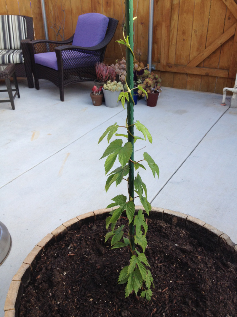 2 month centennial