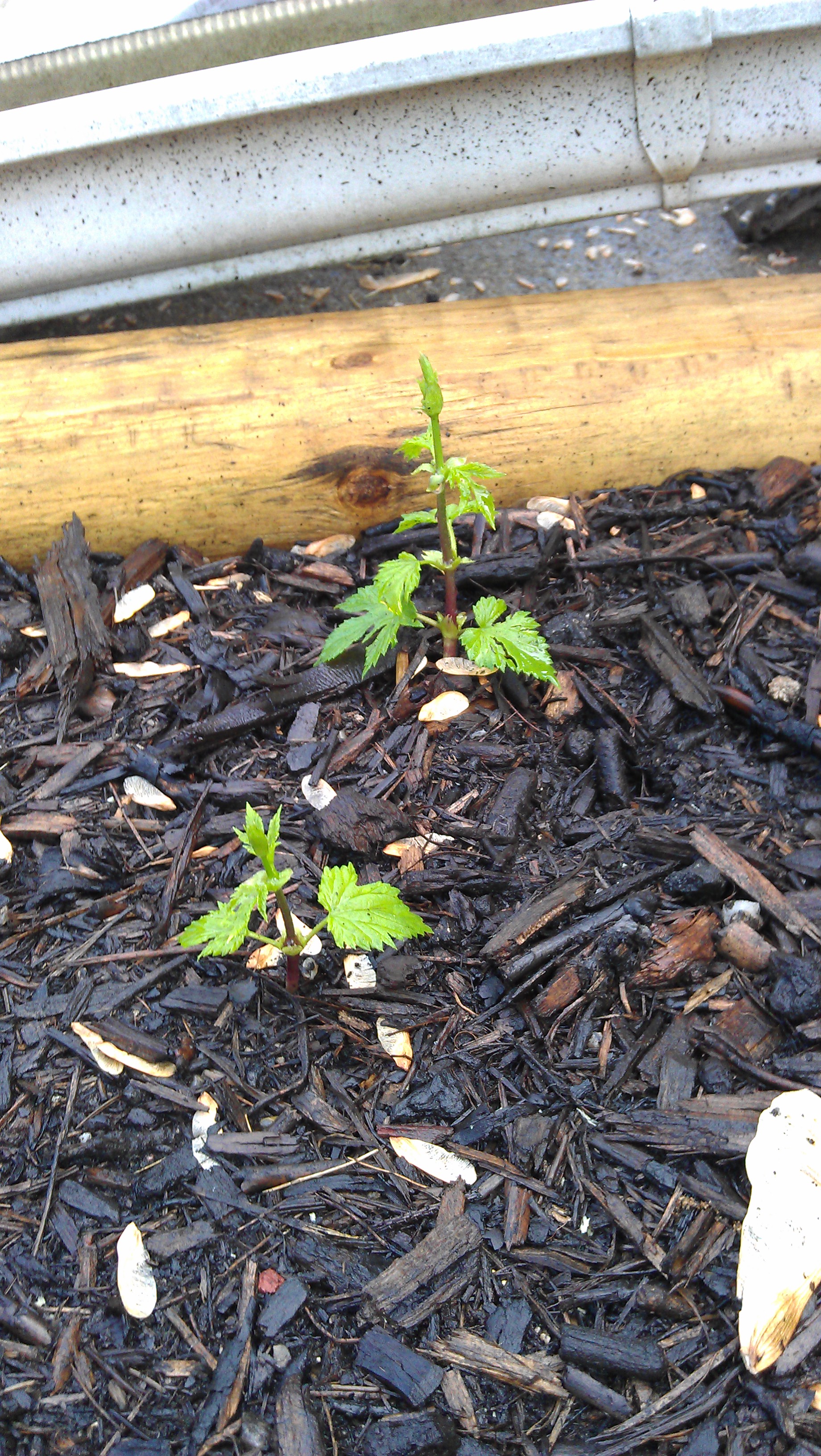 Centennial Hops 20 days in