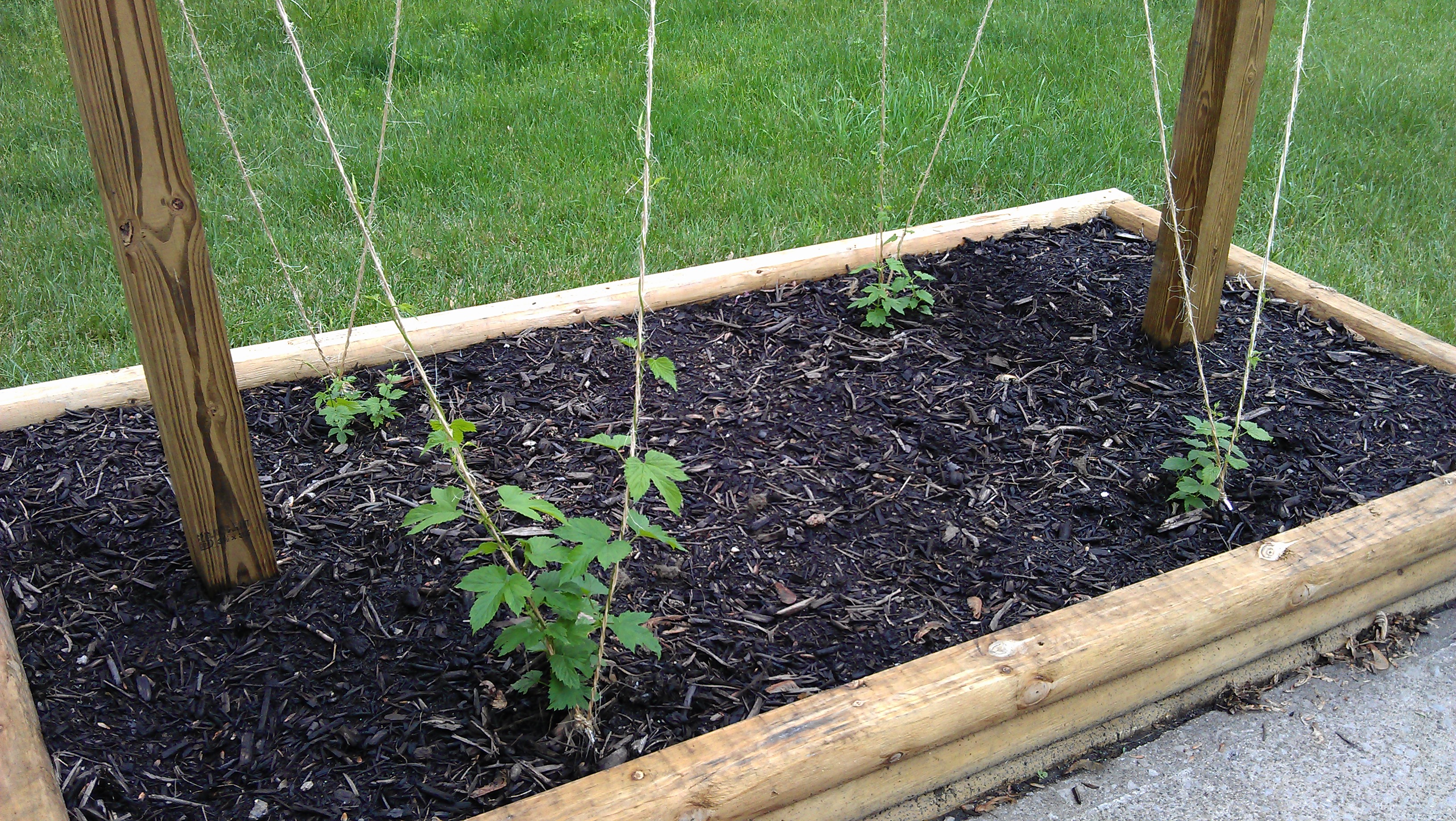 First Year Hops 37 days