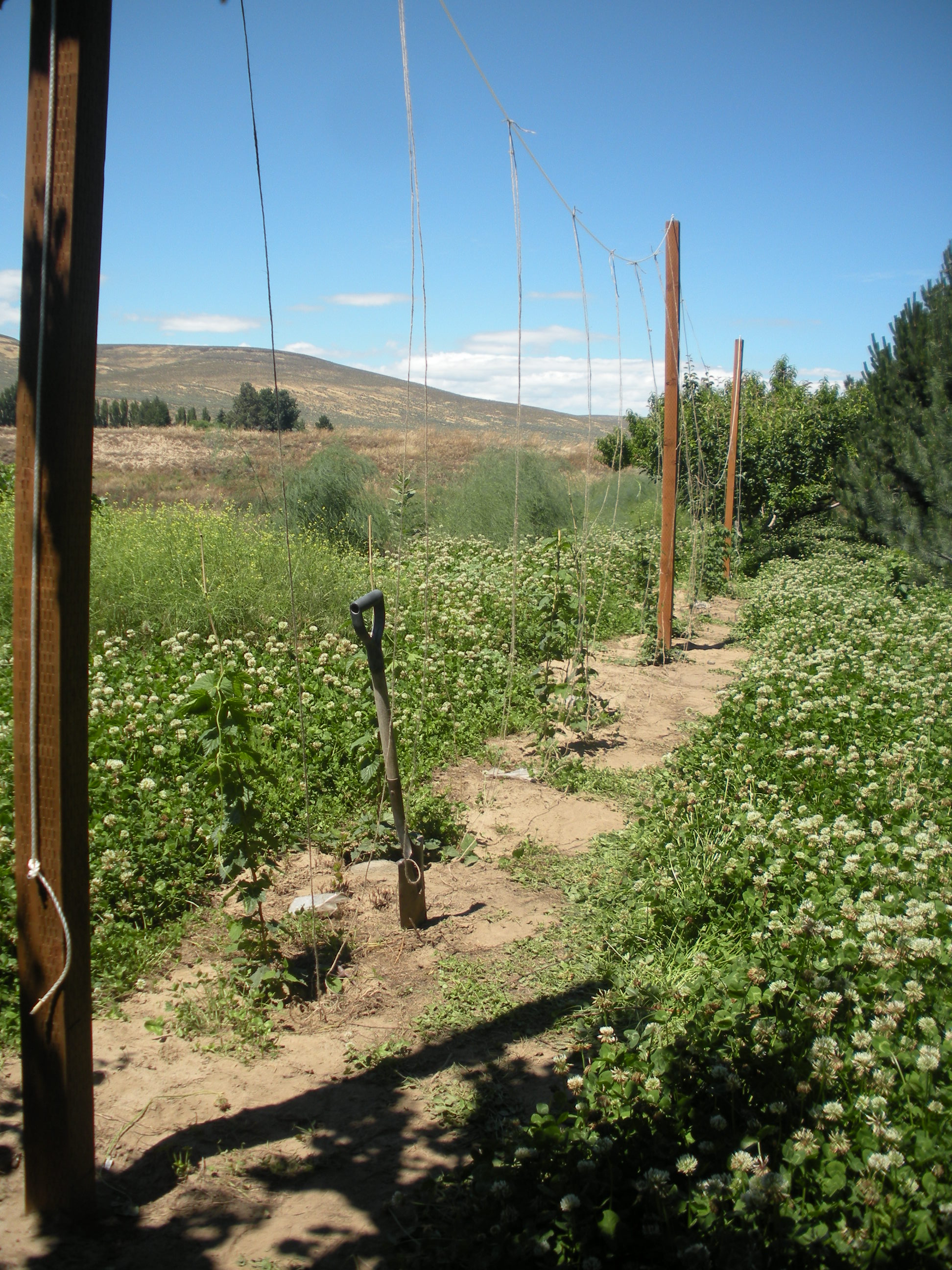 Hop Yard