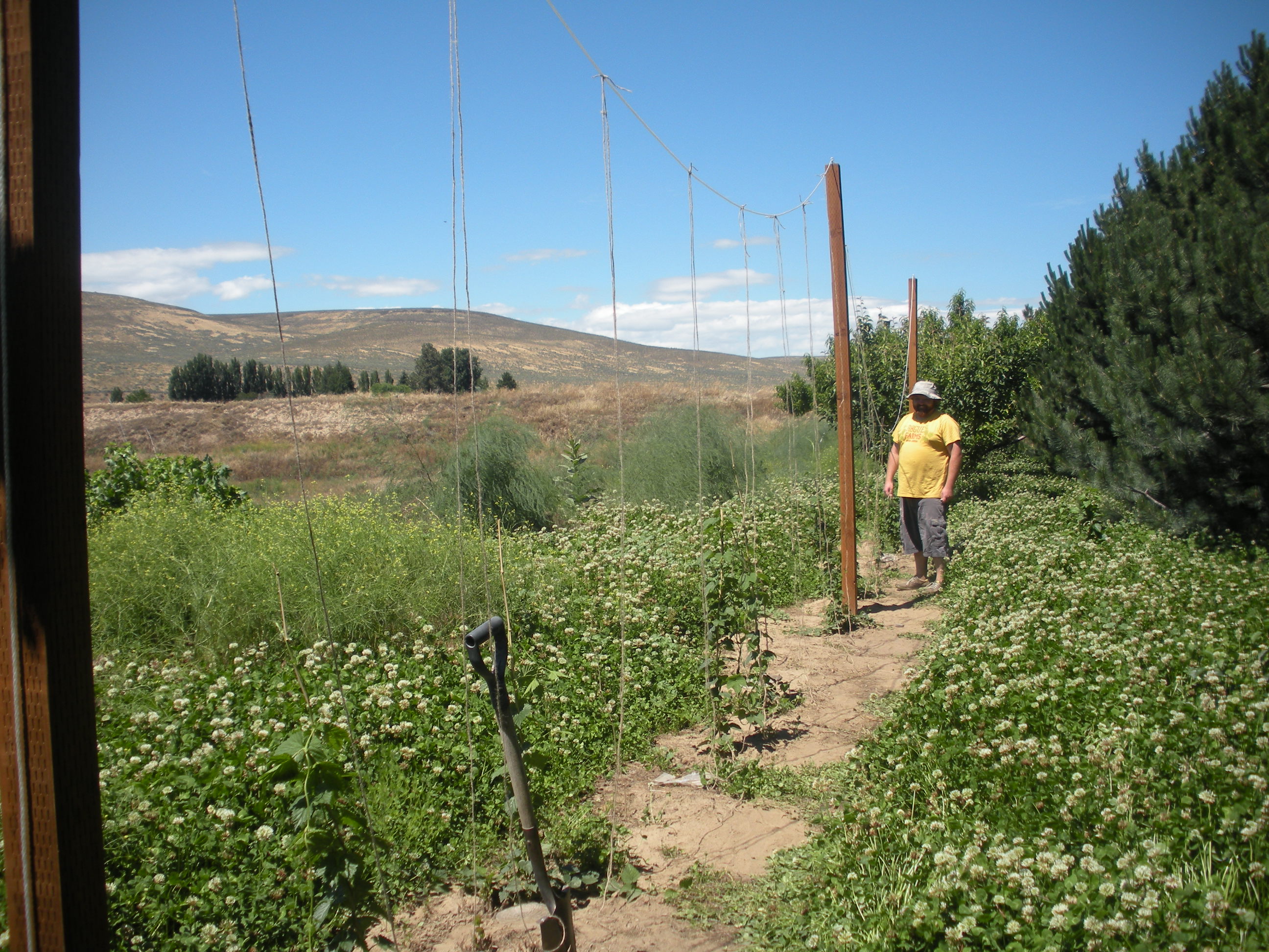 Hop Yard
