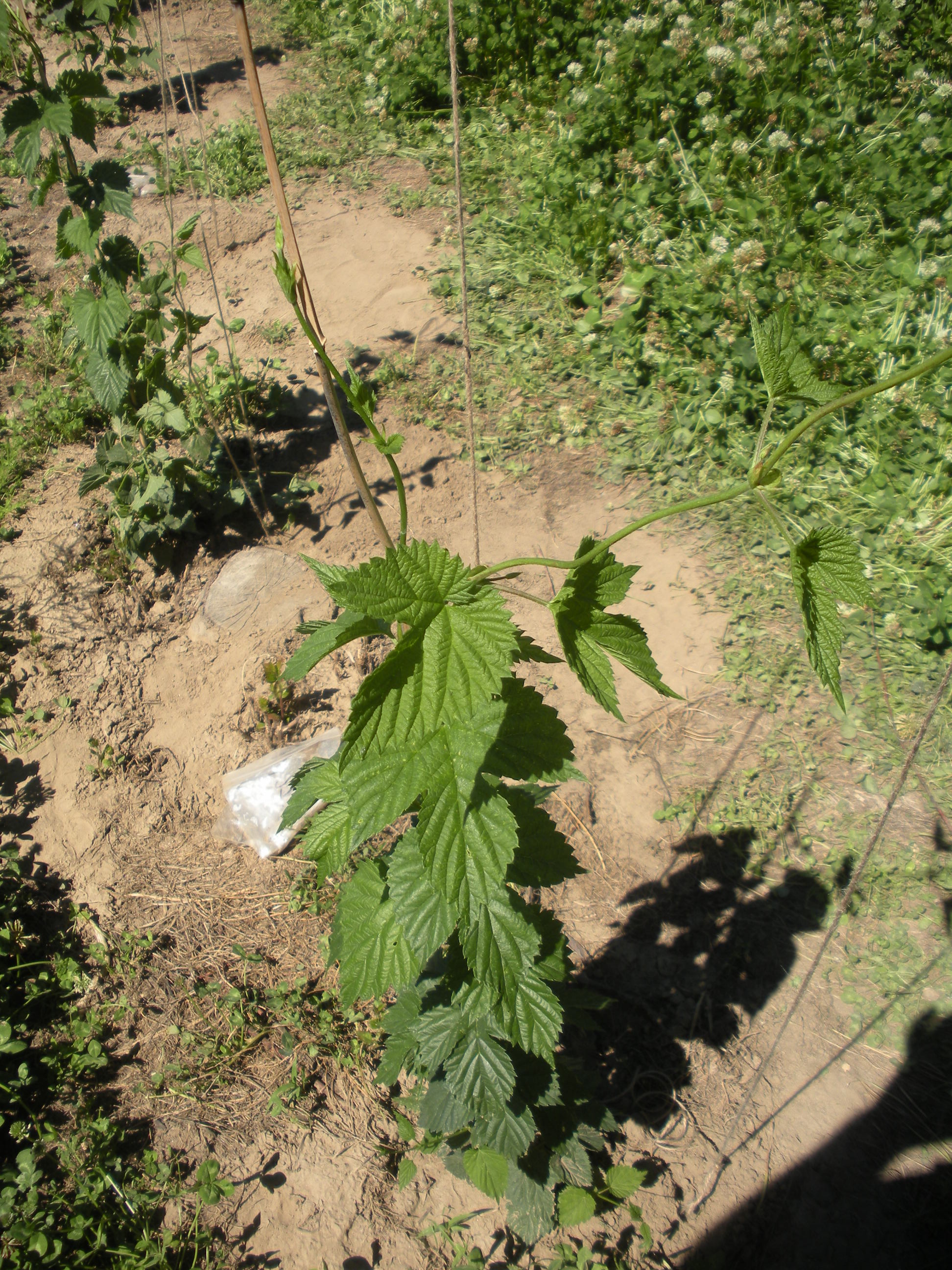 Hop Yard