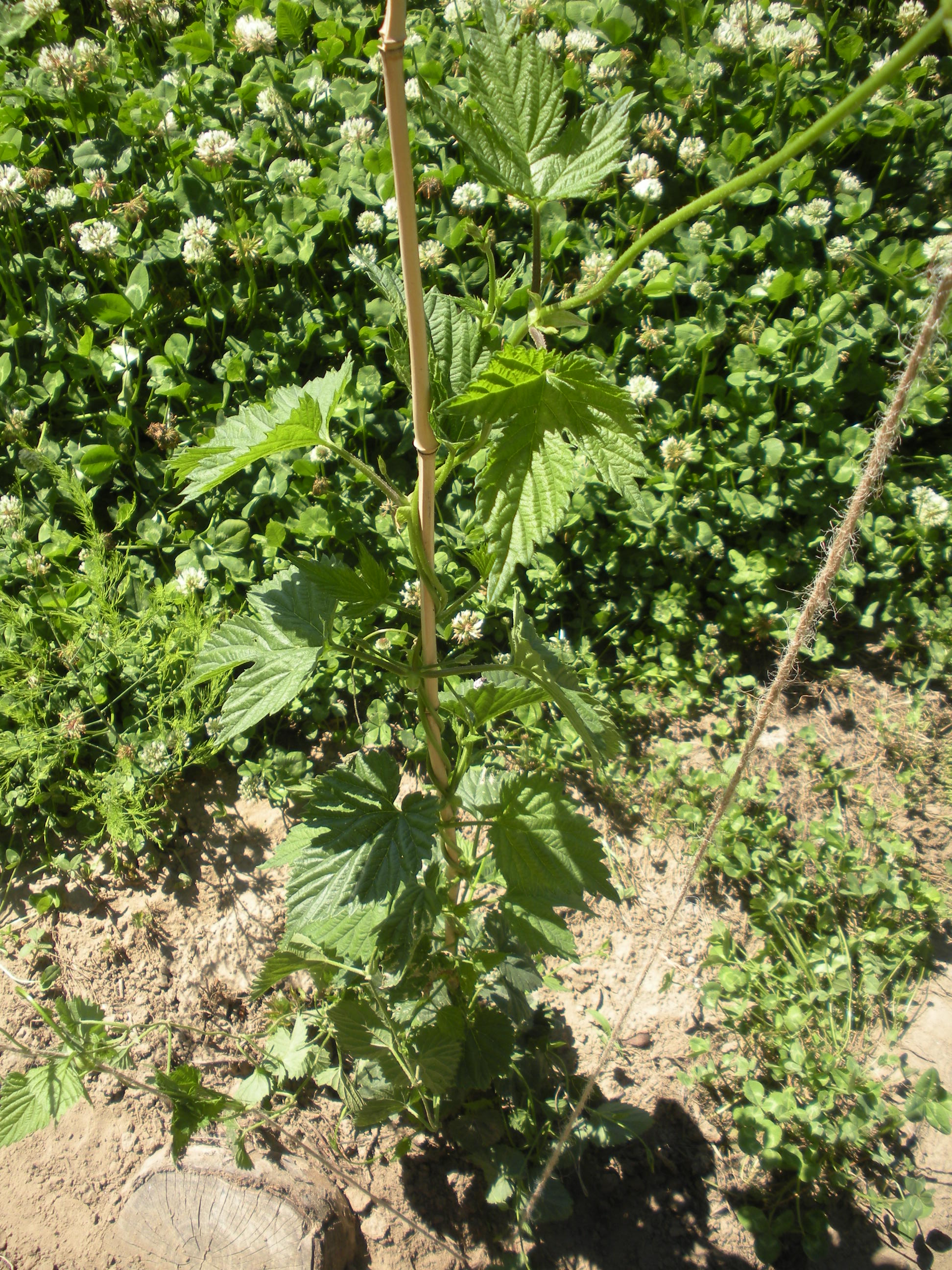 Hop Yard