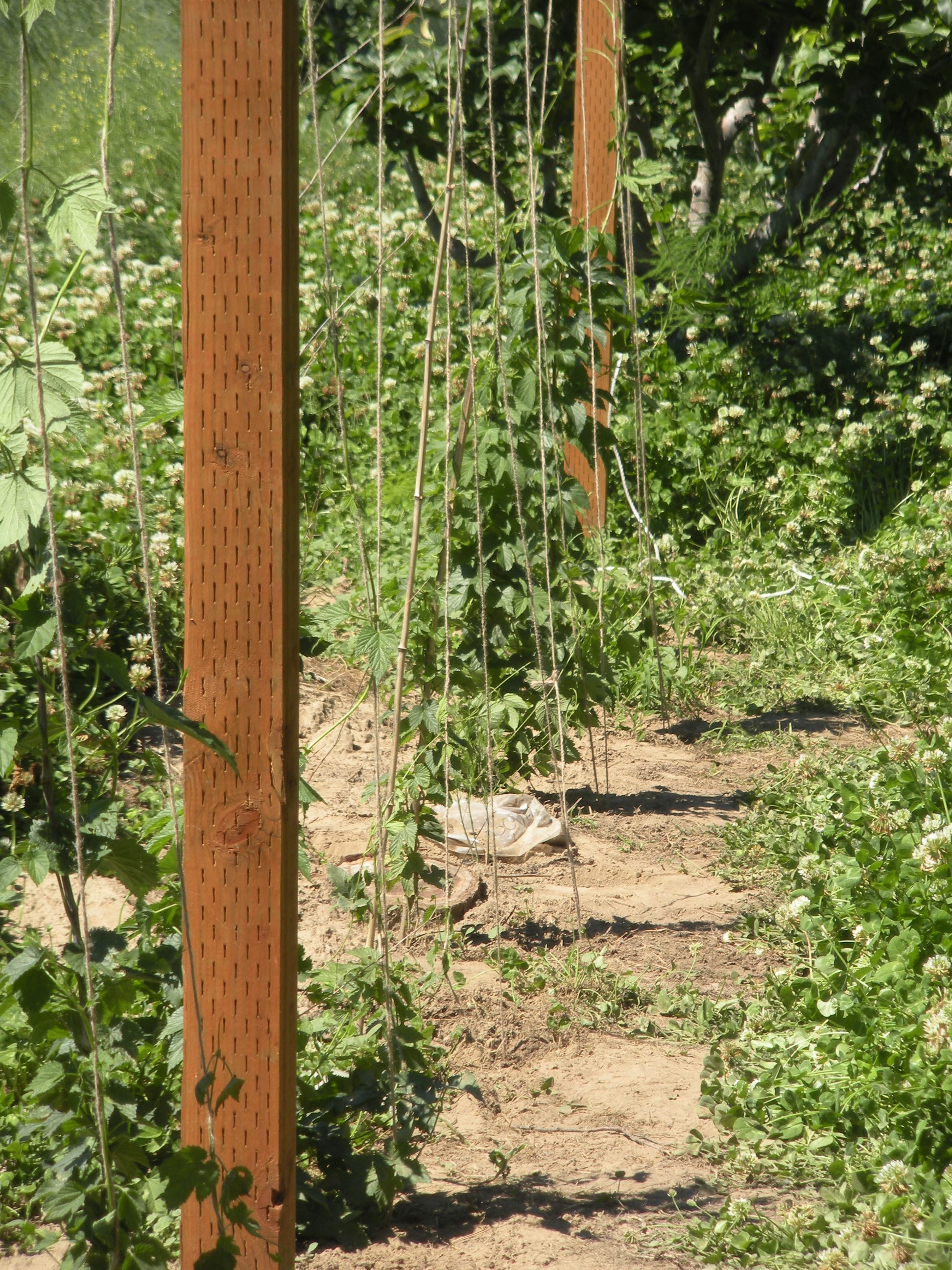 Hop Yard