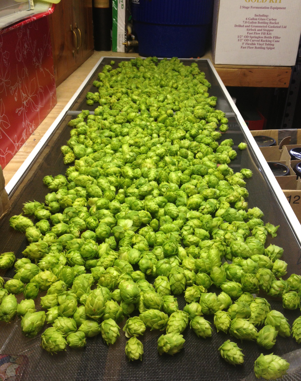 cascade hops