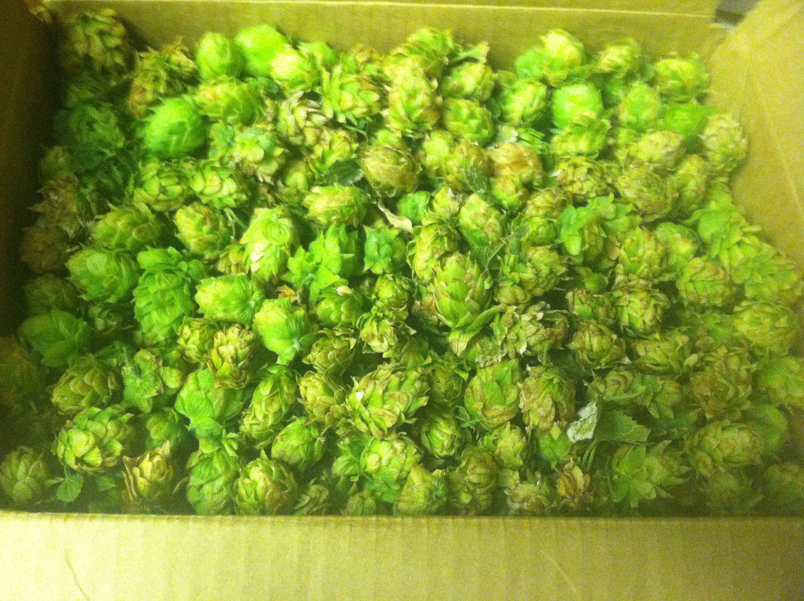 Hops