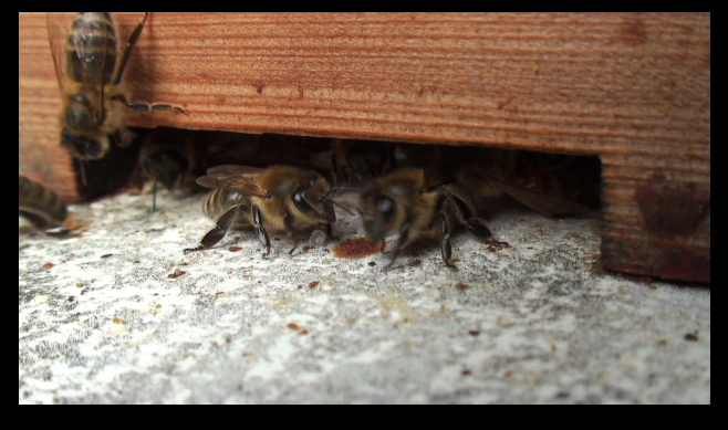 Honey Bees Early Spring