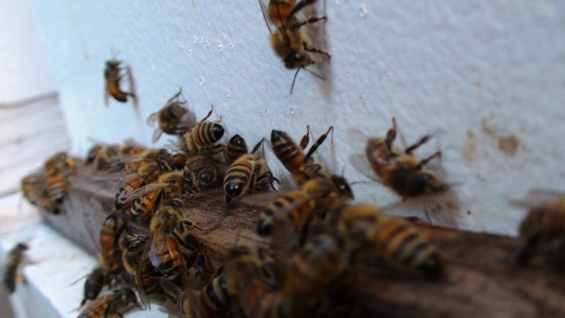 HoneyBees Nice Color