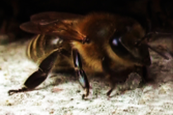 Single Honey Bee