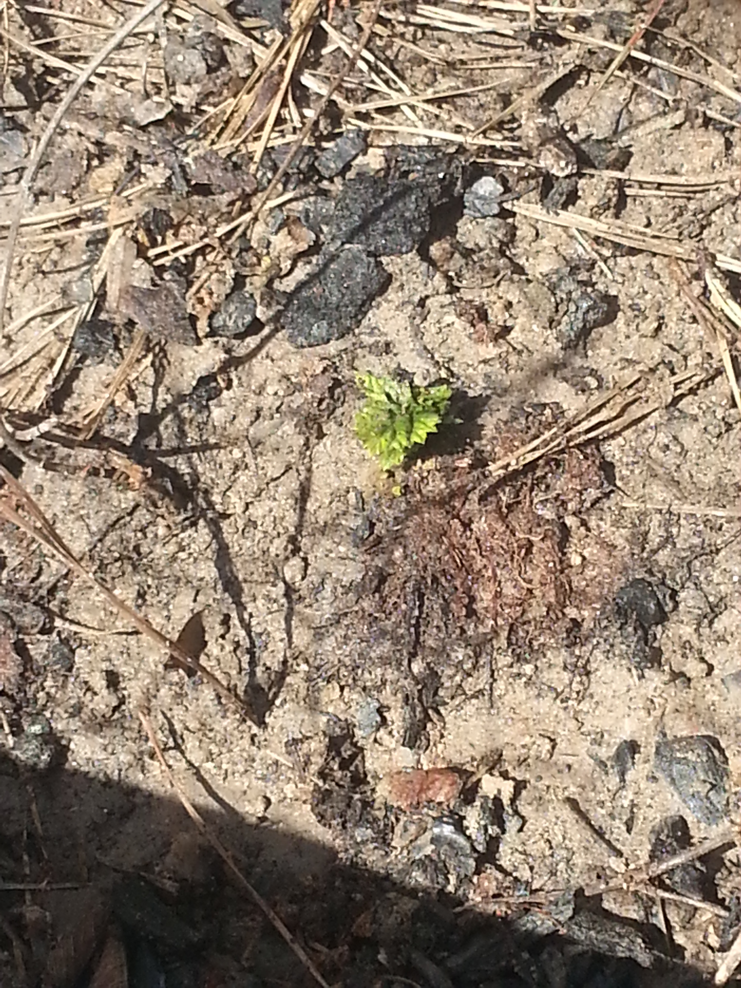 Spring has sprung in Texas